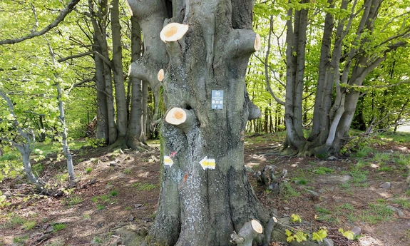fot. Kama Wojarska